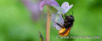 Nationale Bijentelling van start! Welke bijen gaan tellers dit jaar zien?