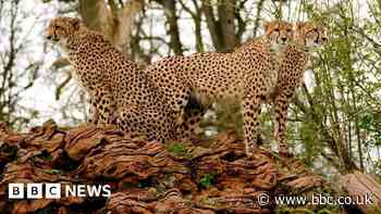 New cheetahs bring hope of cubs at safari park