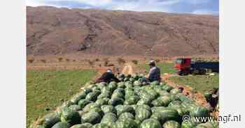Tekort aan water nekt Marokaans watermeloenseizoen