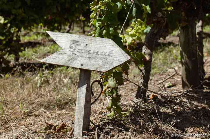 Tannat Day: Celebrating 150 years of Uruguay's flagship grape