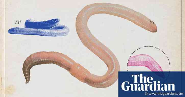 Earthworm crowned UK invertebrate of the year by Guardian readers