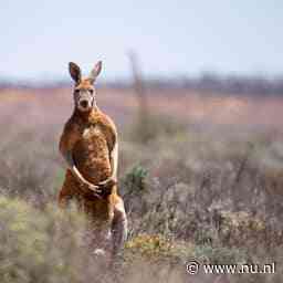 Fossielen van hele grote kangoeroes gevonden in Australië en Nieuw-Guinea