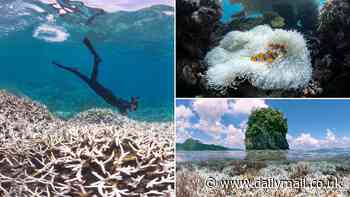 Earth's fourth global coral bleaching event is CONFIRMED: Scientists warn once brightly-coloured reefs across the Atlantic, Pacific, and Indian Oceans have been bleached white by record water temperatures