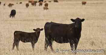 After drought, managing calf and cow health is critical