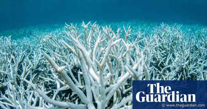 Global heating pushes coral reefs towards worst planet-wide mass bleaching on record