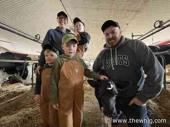 Kingston-area calf born on eclipse day with commemorative marking