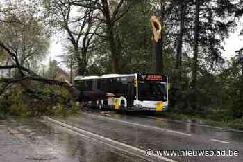 Omgevallen boom verspert verkeer op verbindingsweg, net als bus passeert