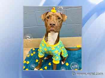 SPCA Wake launches 'Dogs in Duckie Pajamas' promotion to increase adoptions