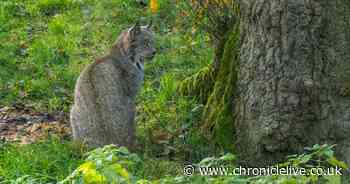 Plan to reintroduce lynx to Northumberland could be 'exciting opportunity' for region