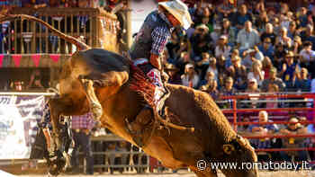 Rodeo con i tori a Roma, scoppia la polemica. "Inaccettabile, non siamo in Texas"