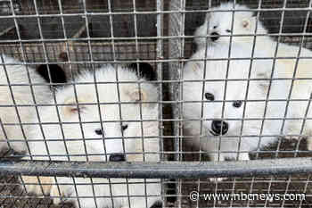 High risk of animal-to-human diseases developing in some China fur farms, welfare group says