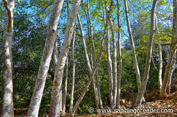 Deciduous trees sprouting new life, Bracken ferns pushing up their &quot;fiddleheads&quot;