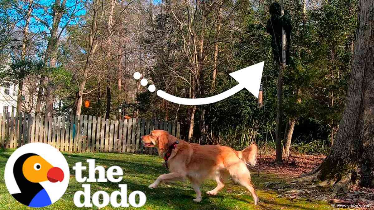 Can This Couple Win Hide And Seek Against Their Golden Retriever? | The Dodo