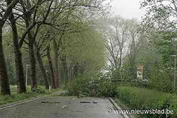 Brandweer telt 144 interventies voor storm Renata: “Vooral omgewaaide bomen en afgerukte dakpannen”