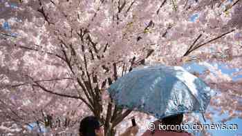 Toronto cherry blossoms in High Park expected to reach peak bloom Monday