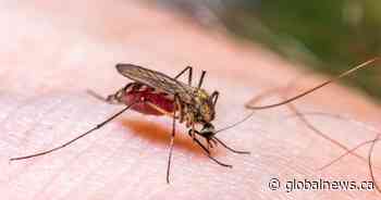 Drought-resistant mosquito brings earlier possibility of West Nile virus to Alberta
