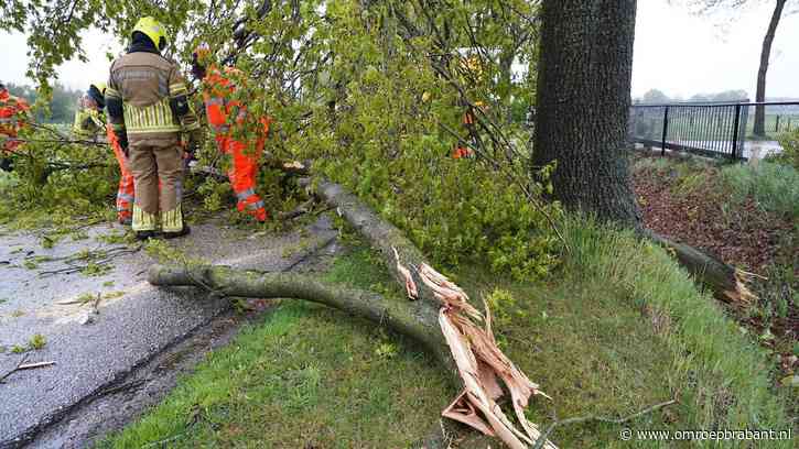 Bliksem slaat in op boom: meerdere grote takken afgebroken en op de weg