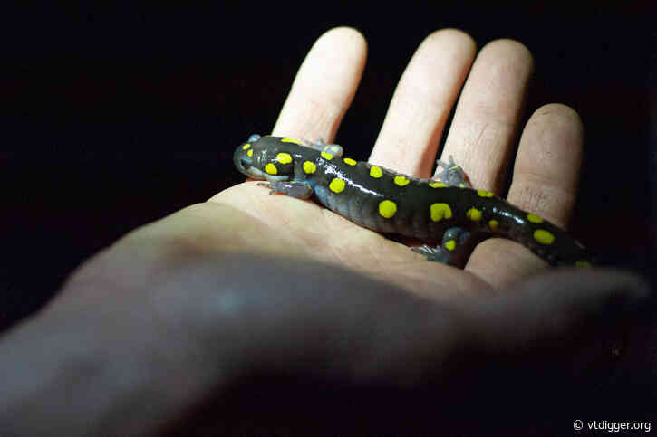 On the road with the salamander rescue team 