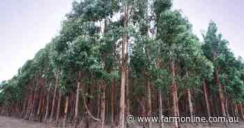 Blue gum fears grow on prime farmland in southwest Victorian dairy country