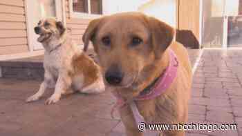 Rescued dogs from West Bank available for adoption in Cook County