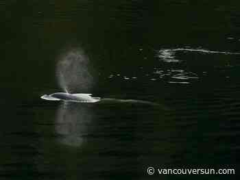 Orphaned B.C. orca may be eating fish, vet says, as rescuers plan new strategy