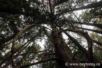 B.C. celebrates 10 billion seedlings planted since 1930