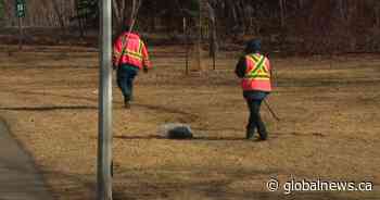 Hate Crimes Unit investigating symbols burned in grass at Edmonton park