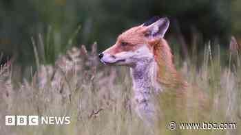 First arrests made under new Scottish fox hunt laws