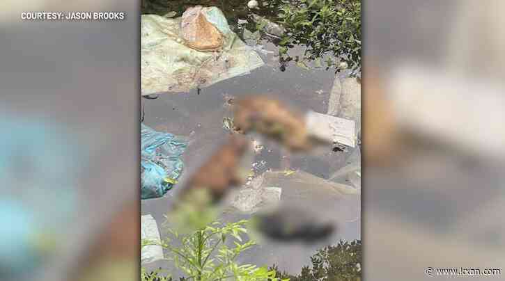 Neighbors say dead dogs found in creek, police investigating
