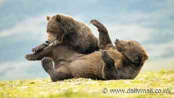 Moment two bears grapple with each other in remarkable scrap captured on camera in national park