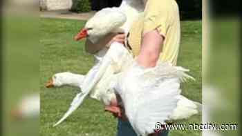 Beloved geese reunited after being stolen from North Texas park