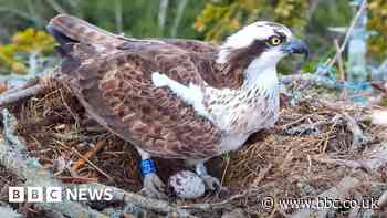 South coast's only breeding pair of ospreys lay egg