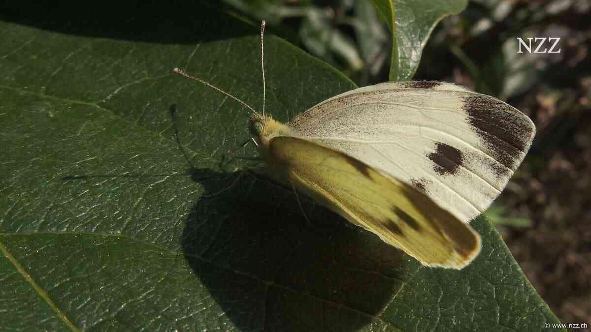 Dieser Schmetterling erobert Europa von Garten zu Garten