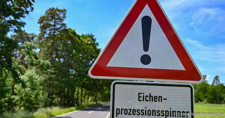 Es geht wieder los: Eichenprozessionsspinner in Aktion