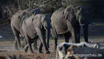 Botswanas Problem mit Elefanten - und Europa