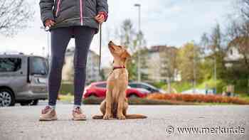 Hunde an die Leine: So können die Tiere auch ohne Freilauf glücklich sein