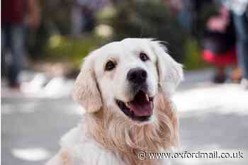 New pet shop opened in Abingdon after closure of Seeneys