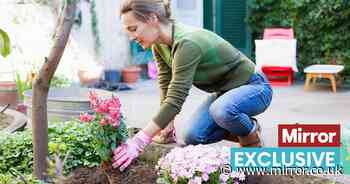 Gardening expert shares why 'starting too early' may ruin your outdoor space