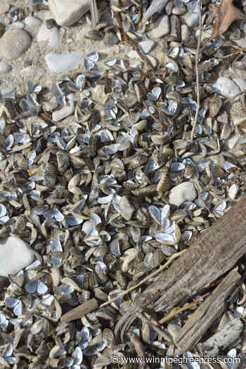 No middle ground for halting zebra mussels