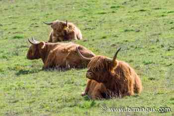 Academics to project positive red meat news to combat misinformation