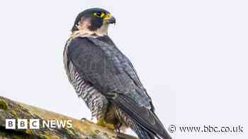 Cathedral's new peregrine falcon lays eggs