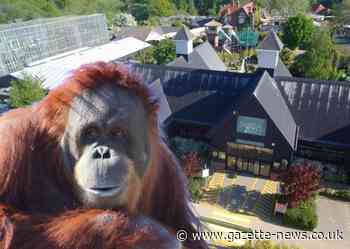 Colchester zoo shuts orangutan habitat due to storm roof damage