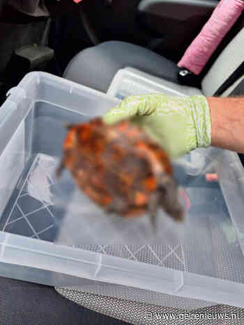 Stichting zoekt man na vondst van bebloede schildpad in Arnhem