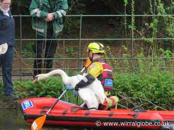 Wirral park swan put down after suffering from suspected bird flu