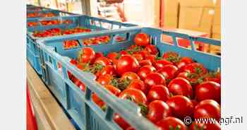 Slechte prijsvorming drukt stemming Vlaamse groenteteler onder glas
