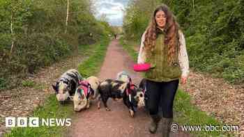 Woman installs crossing signs for daily pig walks