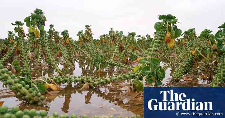 UK facing food shortages and price rises after extreme weather