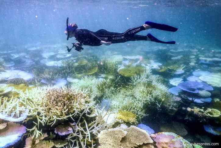 العالم يشهد "ابيضاض المرجان" بسبب ارتفاع در&#