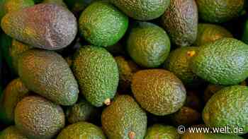 Importe der „Superfrucht“ Avocado haben sich verfünffacht