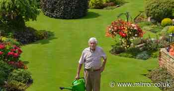 'Britain's Best Lawn' winner reveals key to healthy grass - and killing moss for good